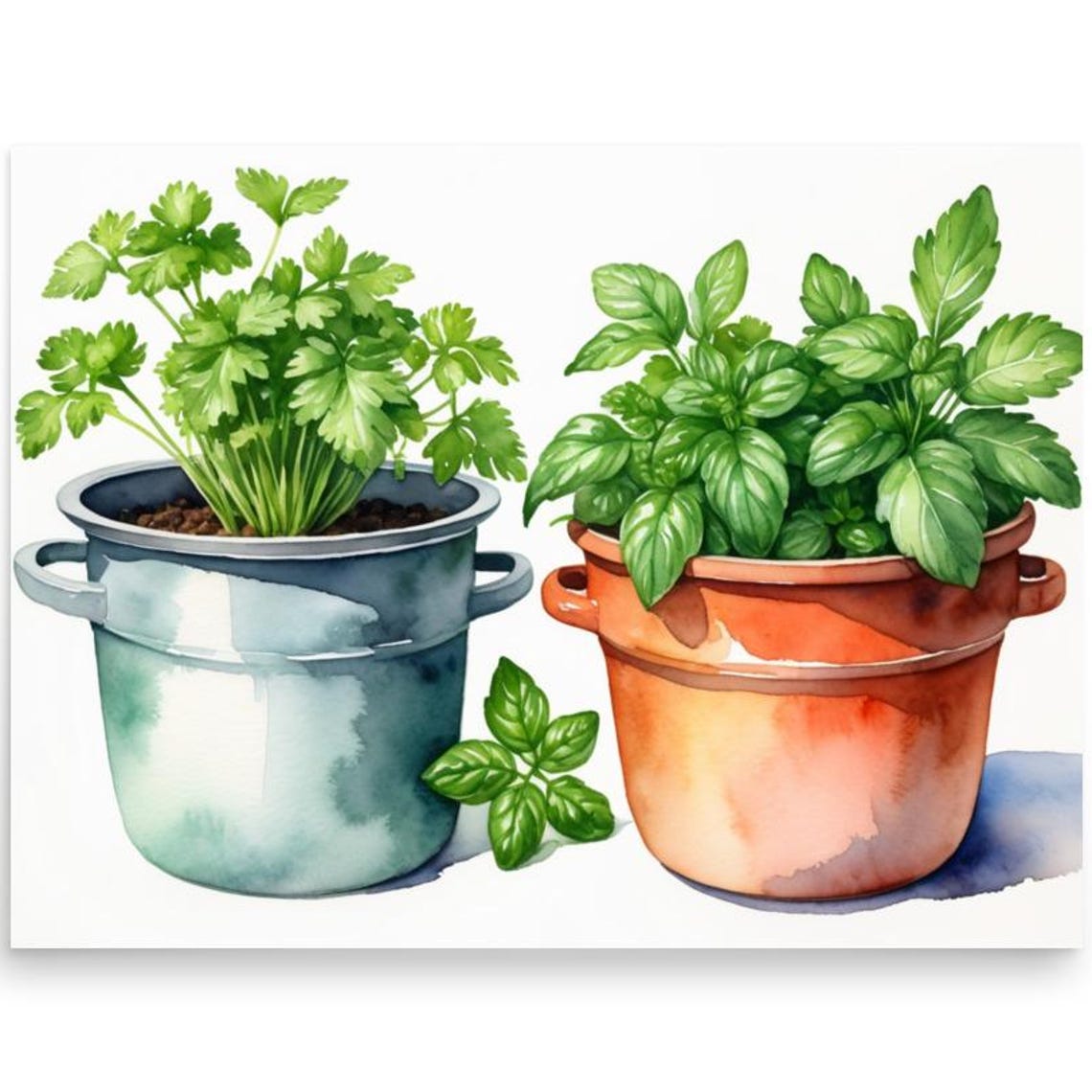 Fresh Basil and Parsley Potted Herbs Watercolor Kitchen Poster