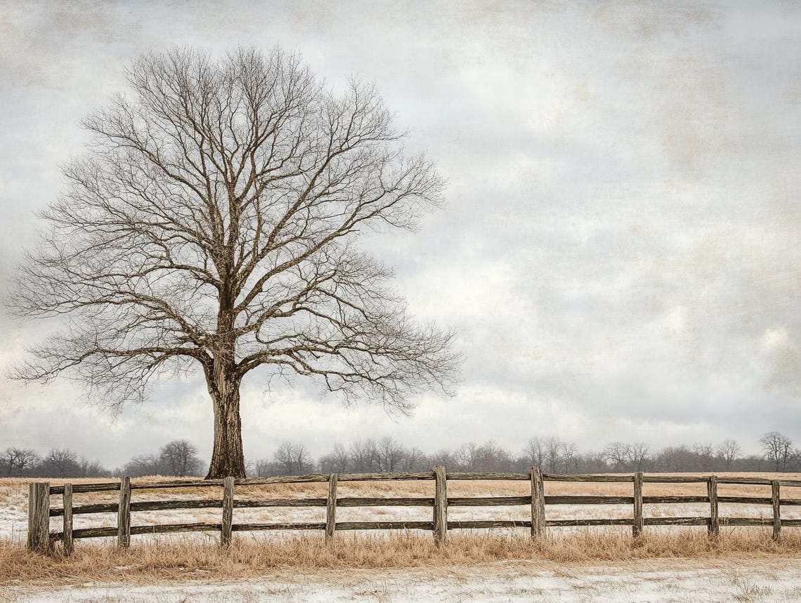 Lone Bare Tree in a Country Field with Rustic Wooden Fence Poster - Image 3