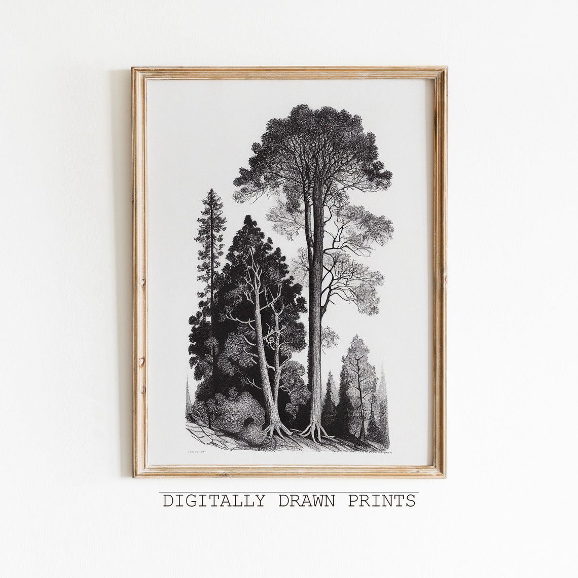 Black White Pine Trees Etching Forest Illustration Vintage Wall Art