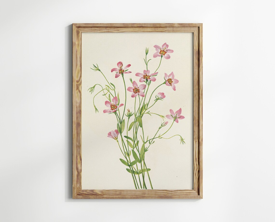 Pink Cosmos Flowers Vintage Botanical Illustration Garden Art Poster - Image 3
