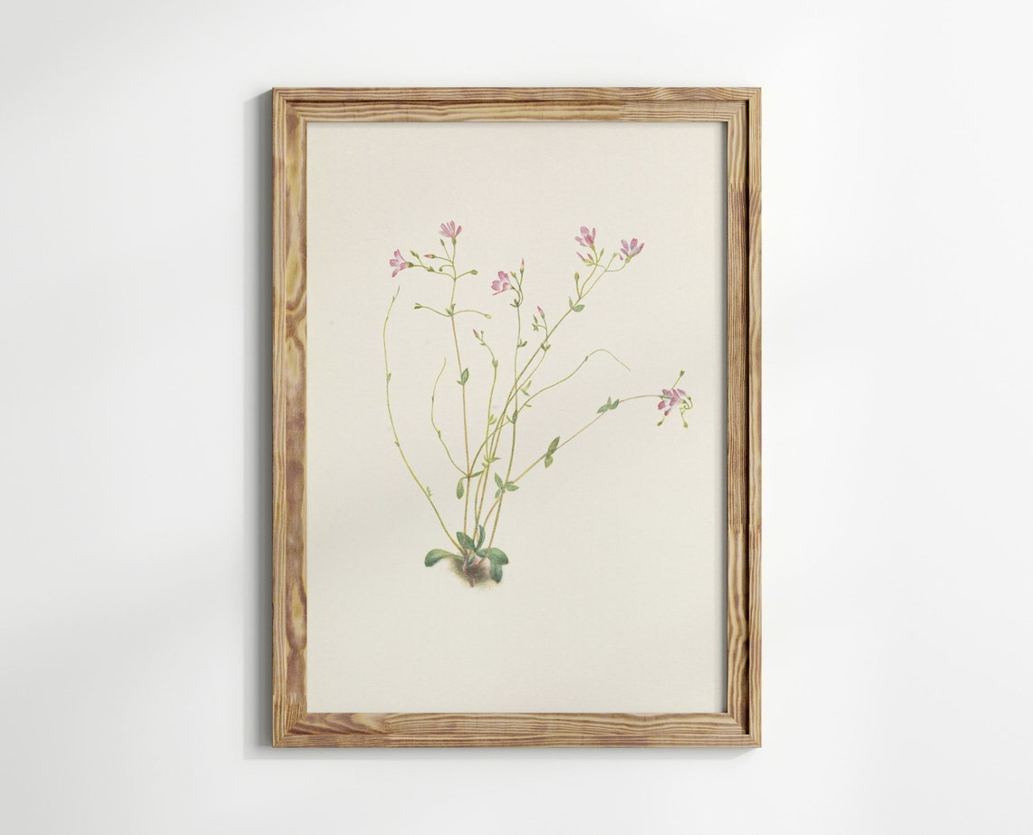 Pink Blossom Sprigs Vintage Botanical Illustration Wall Art Poster - Image 3