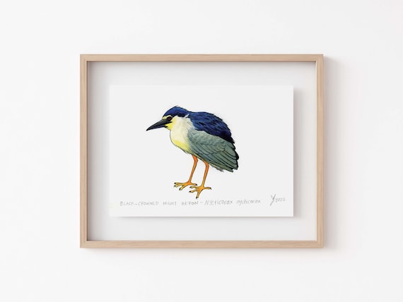 Black Crowned Night Heron Scientific Illustration Art Print