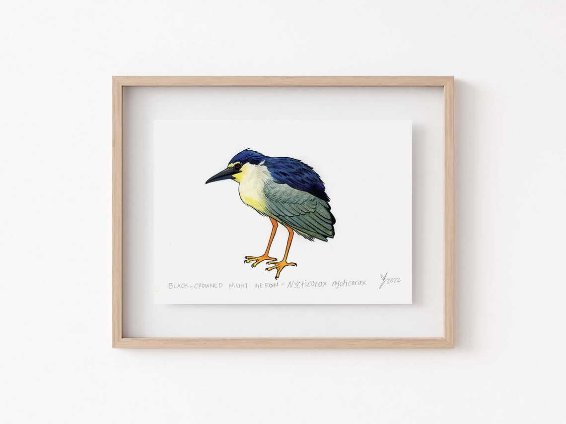 Black Crowned Night Heron Scientific Illustration Art Print