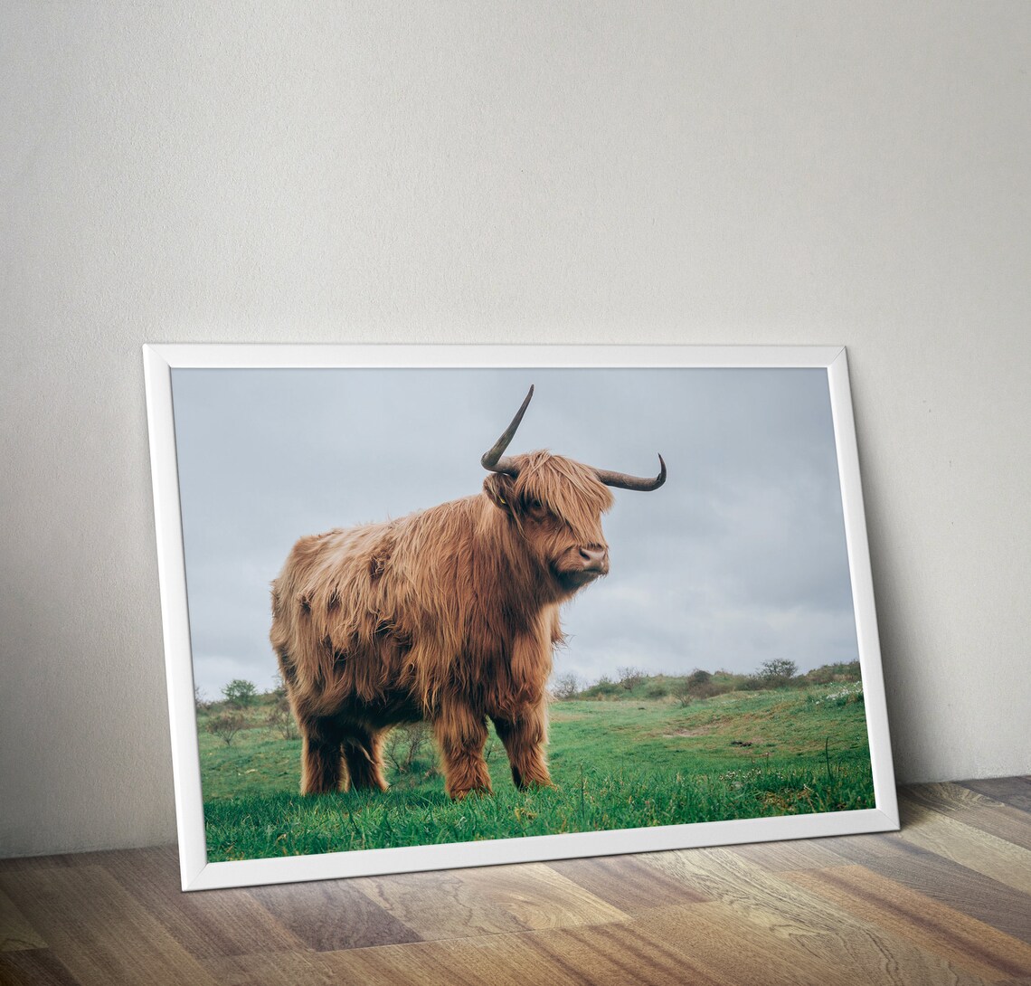 Highland Cow Portrait Scottish Farm Animal Photography Poster - Image 2