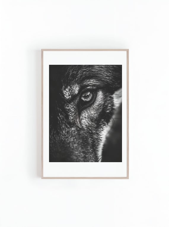 Wolf Eye Extreme Close Up Black And White Wildlife Photo Poster