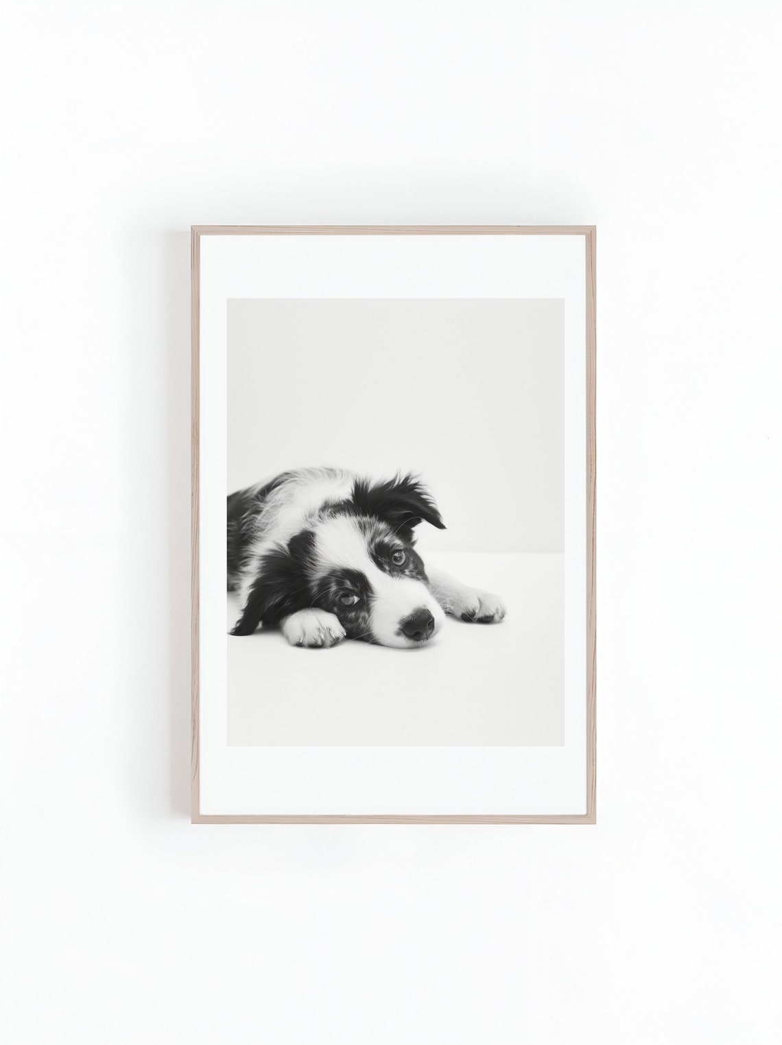 Australian Shepherd Photo Prints Black And White Photo Of Aussie Puppy Photo Of Puppies Dog Lover Gifts Instant Print