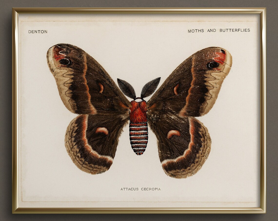Moth Study Butterfly Art, Vintage Cottagecore Print