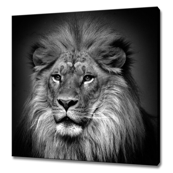 Lion Face Front View Striking Black And White Wildlife Portrait Wall Art Print