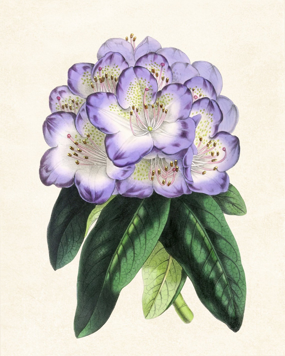 Purple Rhododendron Flower Cluster Antique Botanical Study Poster - Image 3