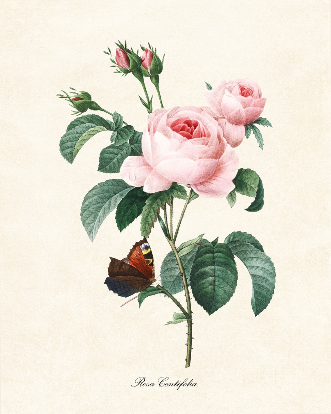 Rosa Centifolia Pink Roses With Butterfly Vintage Botanical Poster - Image 2