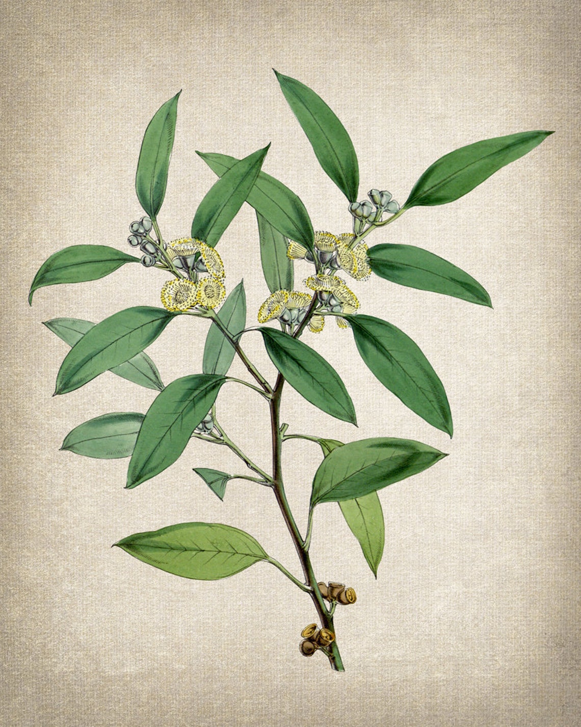 Eucalyptus Branch Yellow Blossoms Vintage Botanical Art Print - Image 2