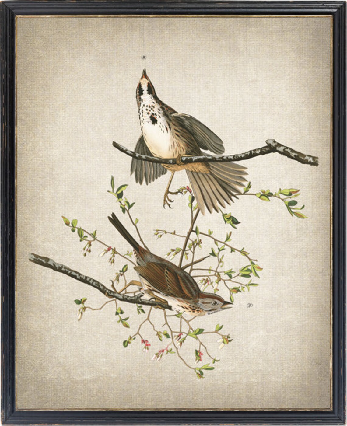 Song Sparrow Audubon Style Vintage Bird Illustration Pair Poster