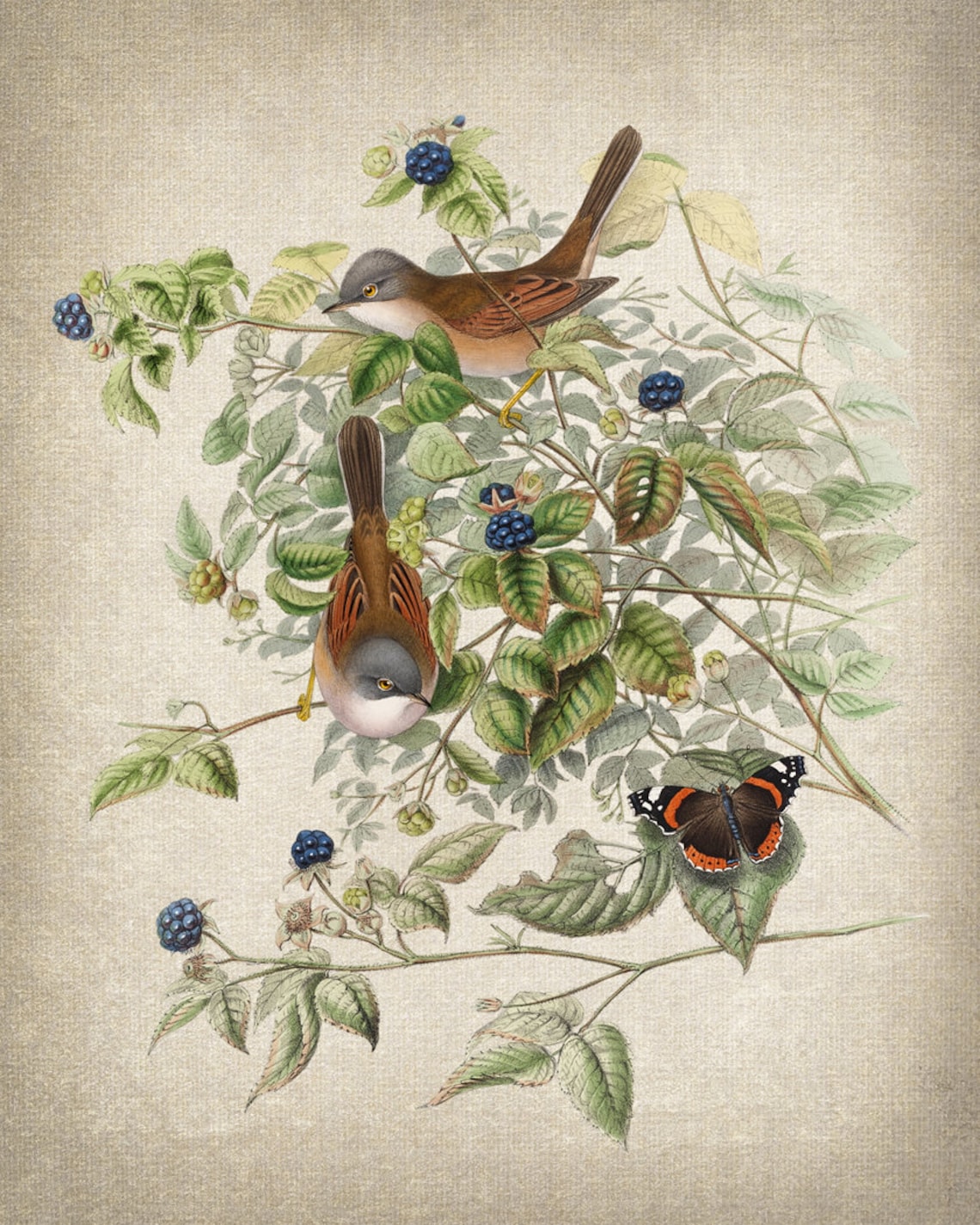 Bird And Botanical Art Print, Vintage Illustration - Image 2