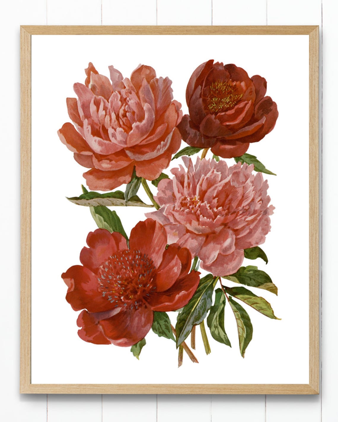 Peony Vintage Flower Illustration Art Print - Image 4