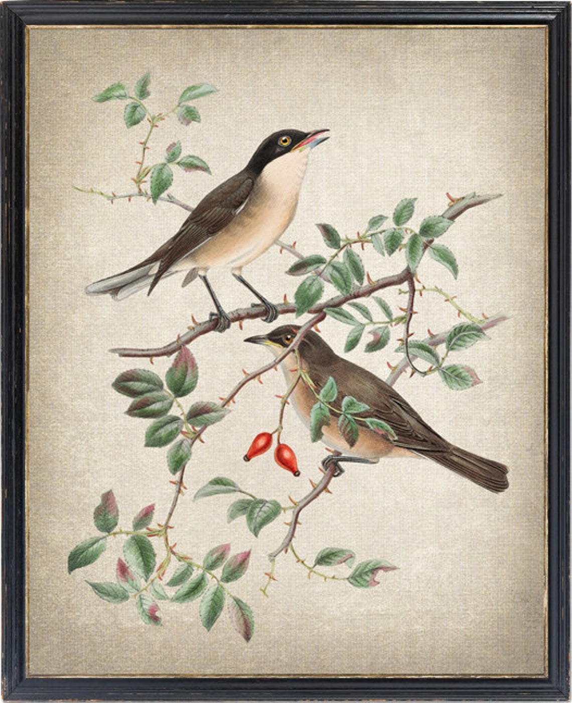 Orphean Warbler Bird Pair Classic Antique Ornithological Poster