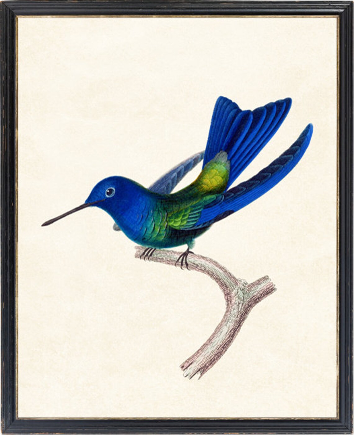 Blue Hummingbird Vintage Illustration Art Print - Image 4