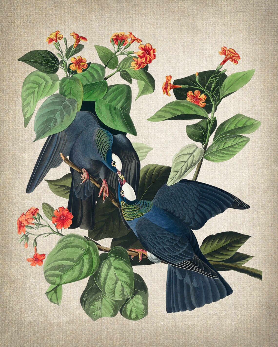 White-Crowned Pigeon Vintage Audubon Bird Print - Image 2
