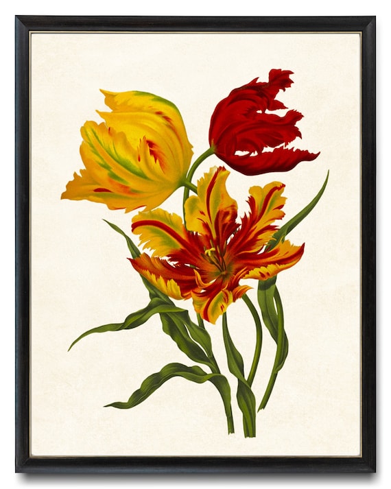 Parrot Tulips Yellow Red Vintage Botanical Flower Illustration Spring Poster
