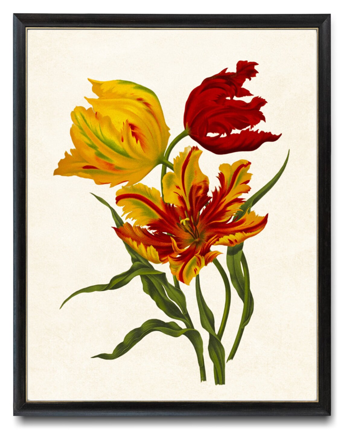 Parrot Tulips Vintage Flower Illustration Art Print