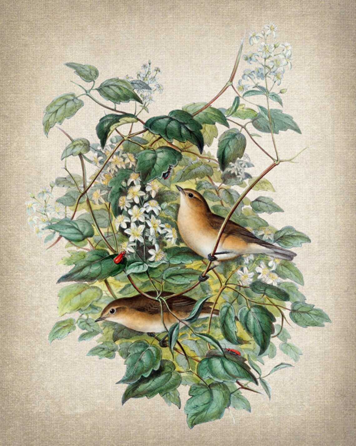 Garden Warbler Birds Vintage Illustration Art Print - Image 2