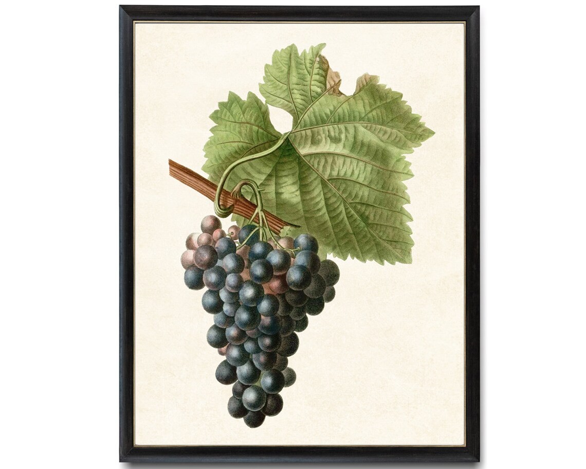 Grapes Vintage Fruit Illustration Kitchen Art Print