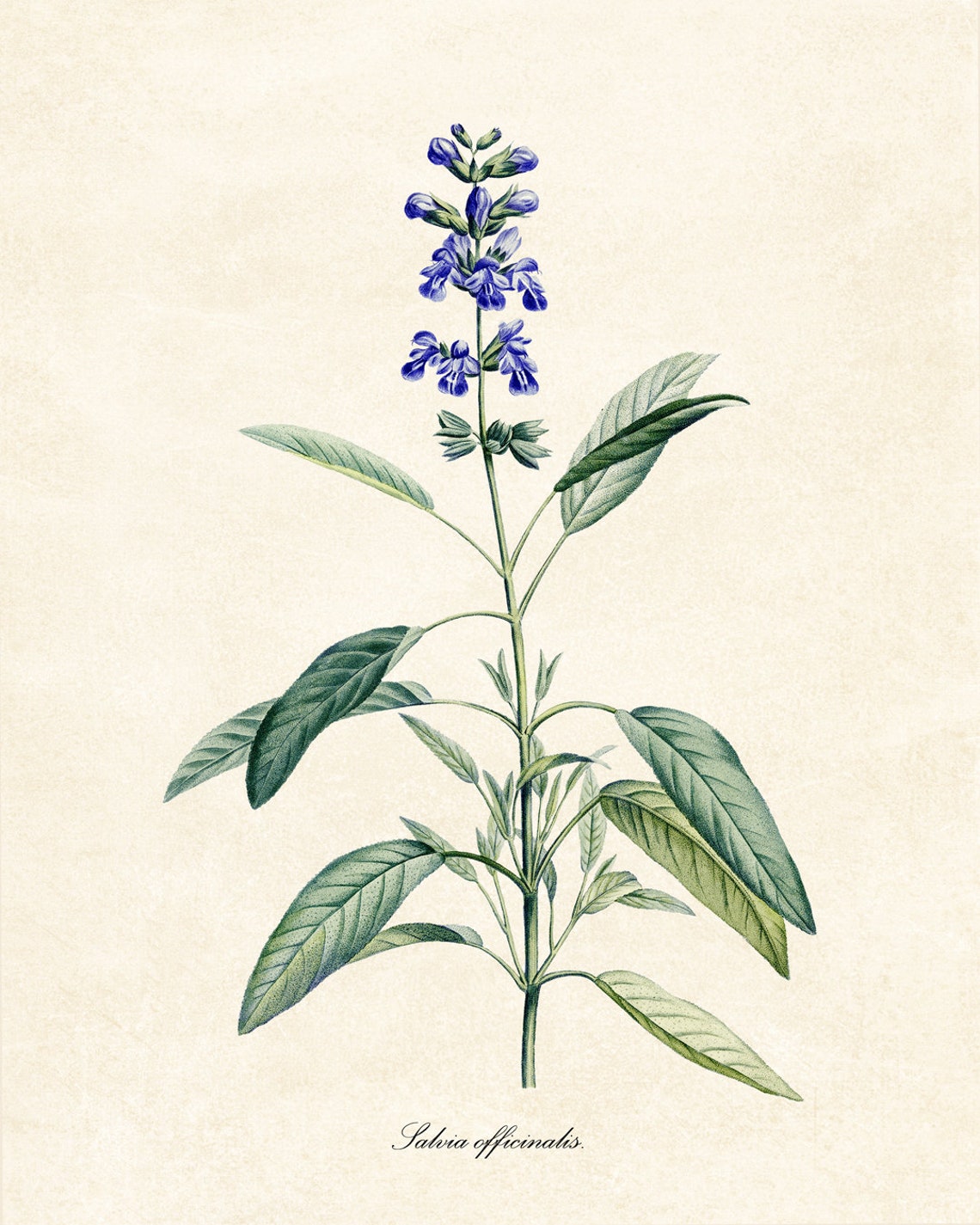 Common Garden Sage Salvia Officinalis Vintage Botanical Herb Poster - Image 2