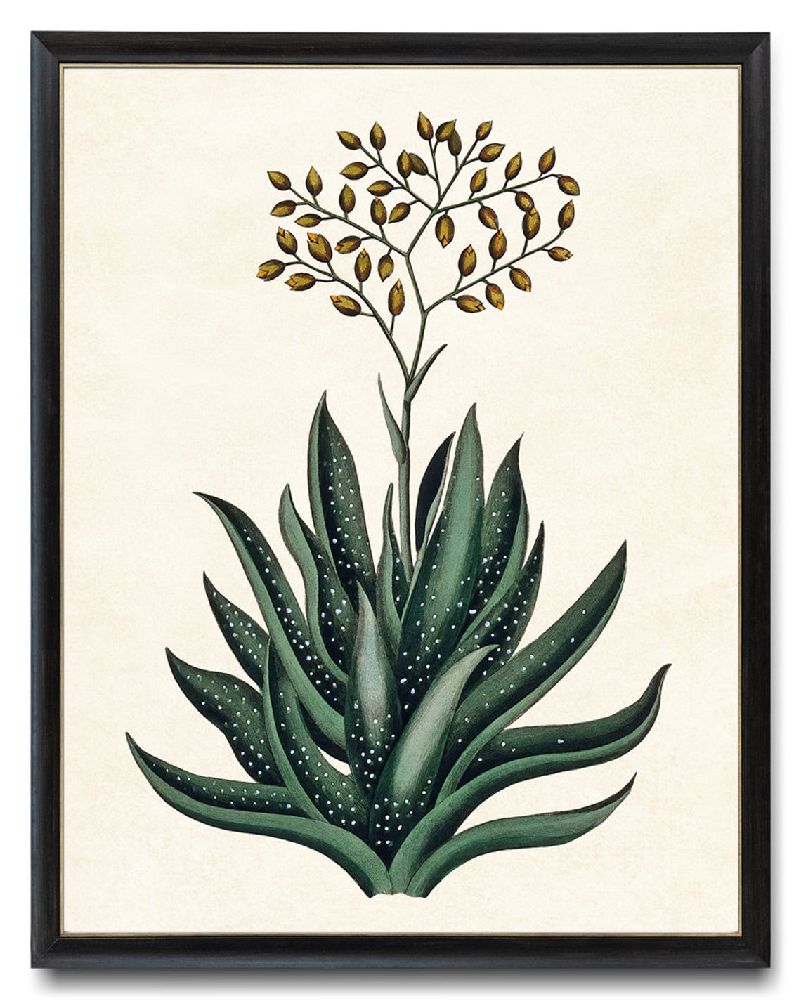 Flowering Aloe Succulent with Golden Buds Vintage Botanical Poster - Image 4