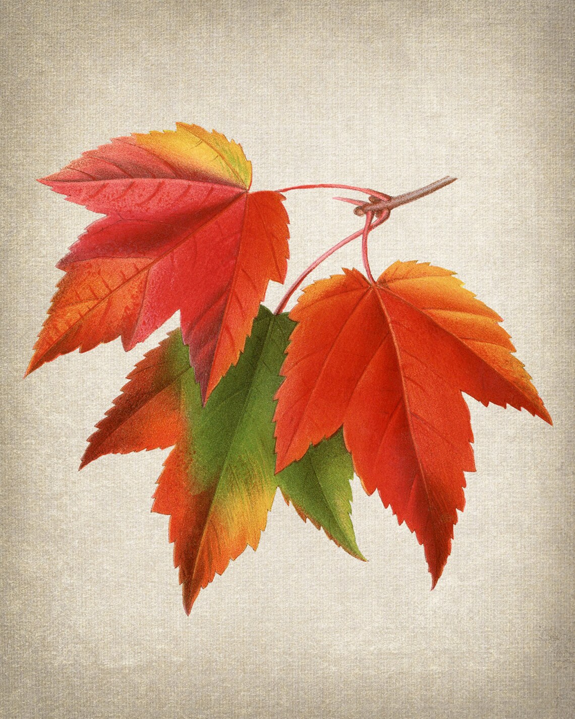 Red Maple Leaves Vintage Illustration Art Print - Image 2
