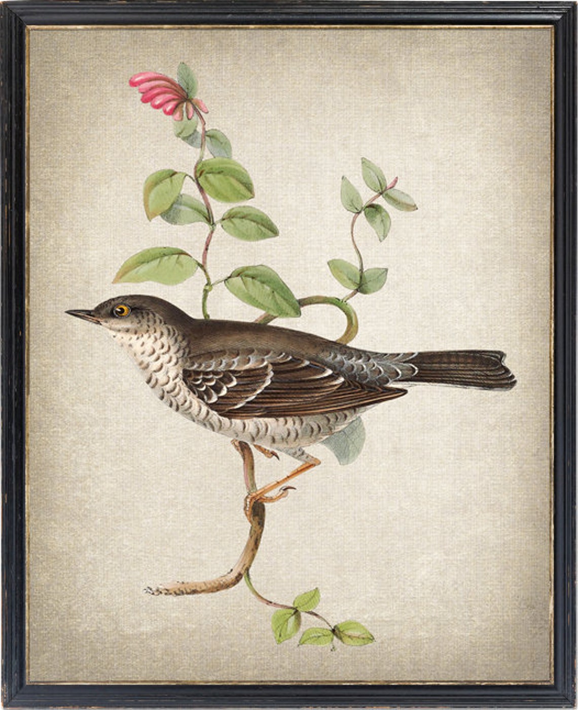 Barred Warbler Perched Vintage Bird Botanical Illustration Poster