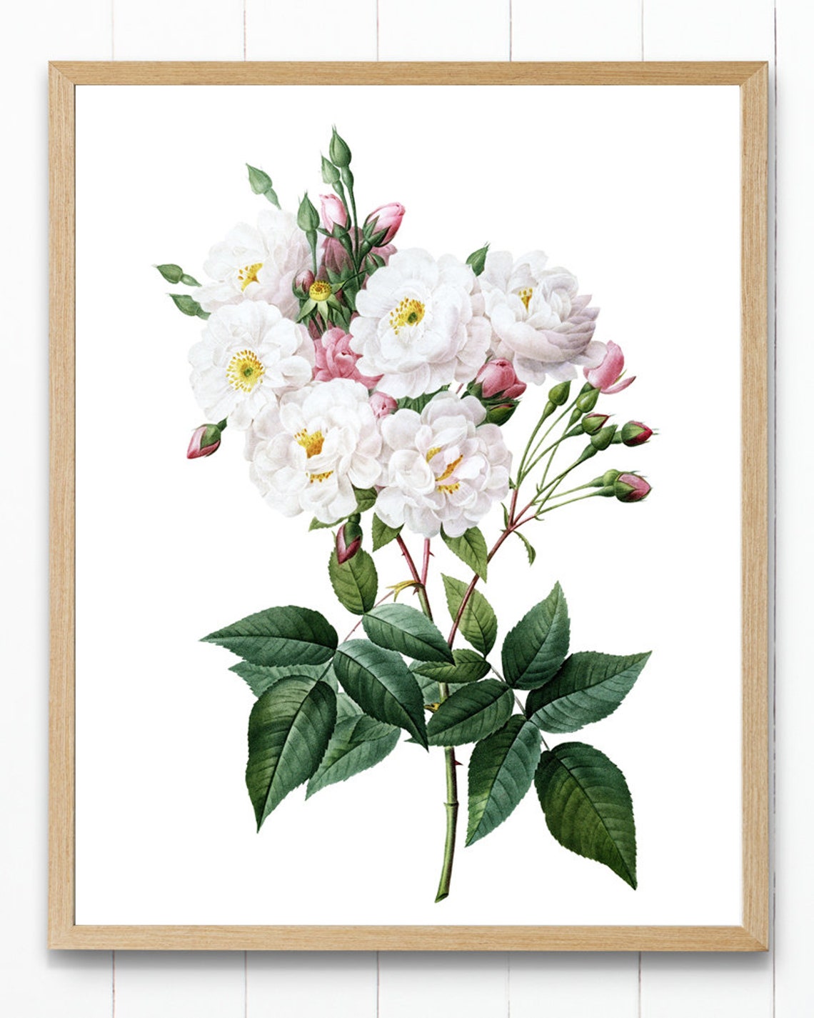 Antique White Pink Roses Botanical Floral Illustration Wall Poster - Image 4