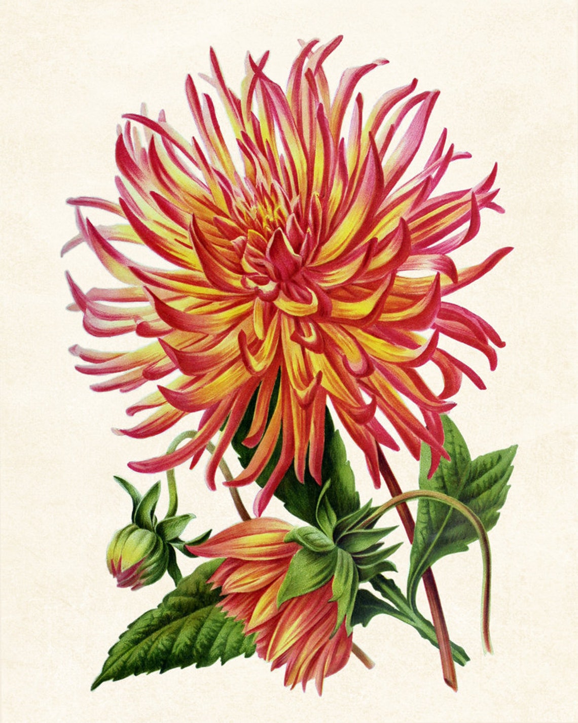 Red and Yellow Cactus Dahlia Vintage Botanical Flower Poster - Image 3