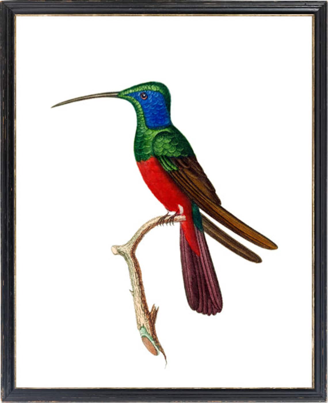 Harlequin Hummingbird Vintage Illustration Blue Red Bird Poster - Image 3
