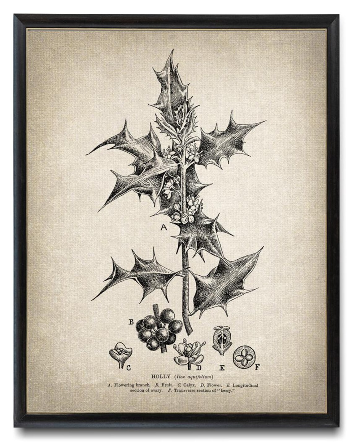 Holly Botanical Study Vintage Line Art Drawing Christmas Wall Art - Image 3