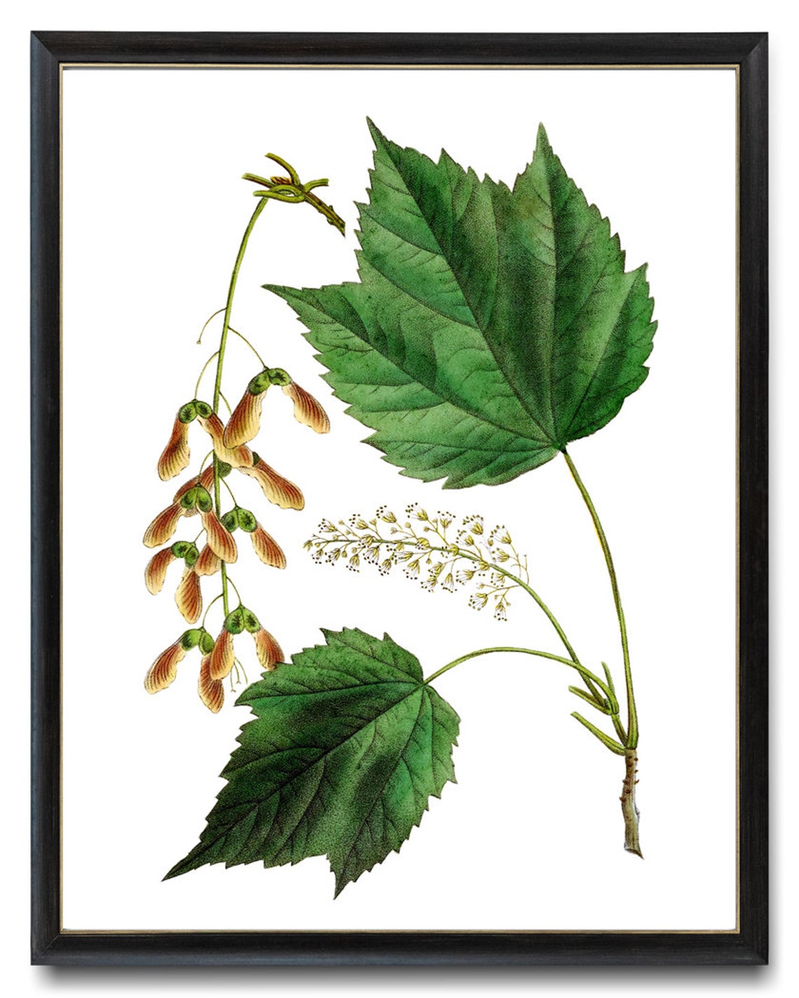 Mountain Maple Leaves Samaras Antique Botanical Illustration Print - Image 3