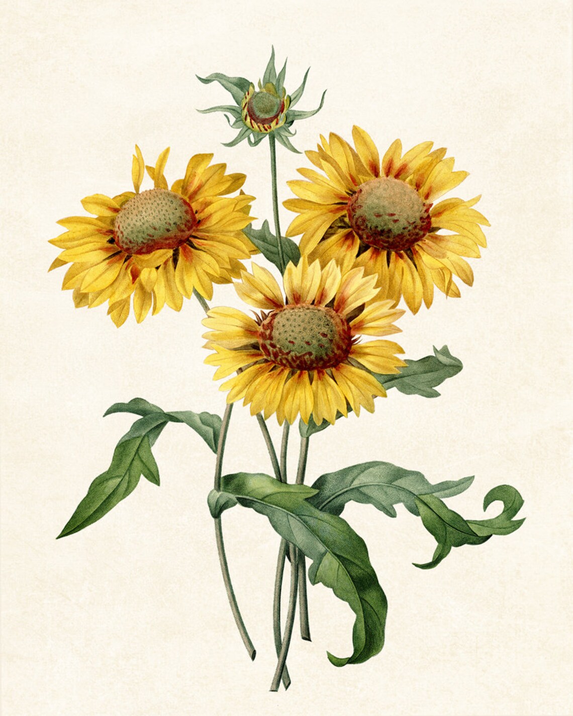 Yellow Gaillardia Blanket Flowers Classic Vintage Botanical Poster - Image 3