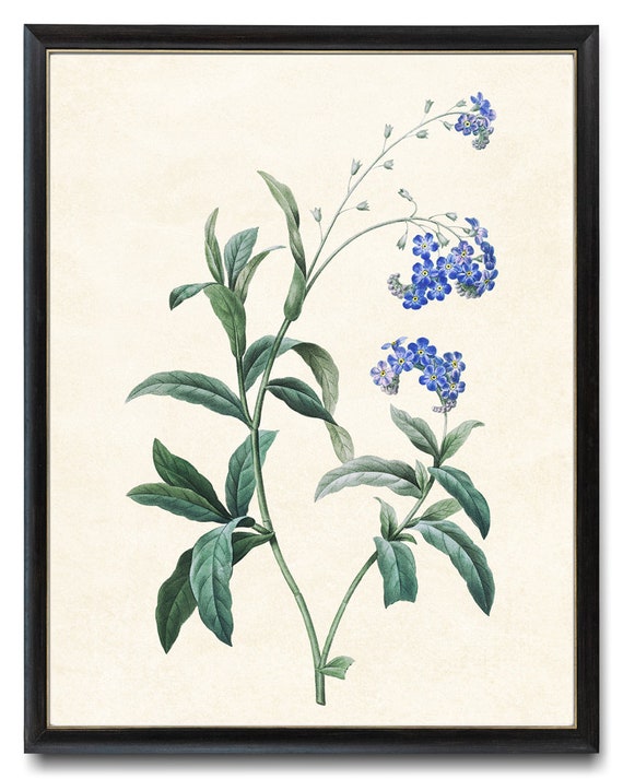 Forget Me Not Flower, Vintage Botanical Art Print