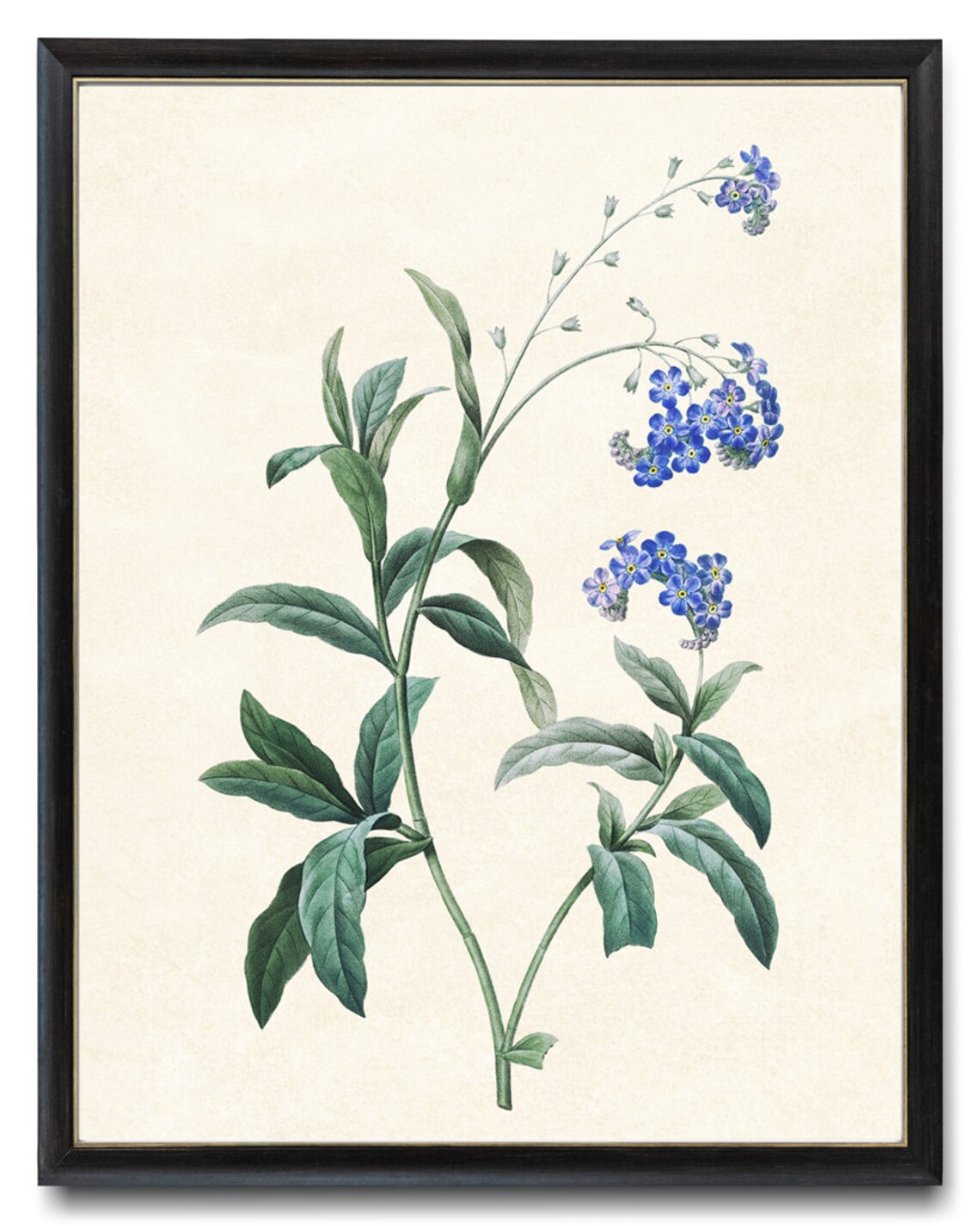 Forget Me Not Flower, Vintage Botanical Art Print