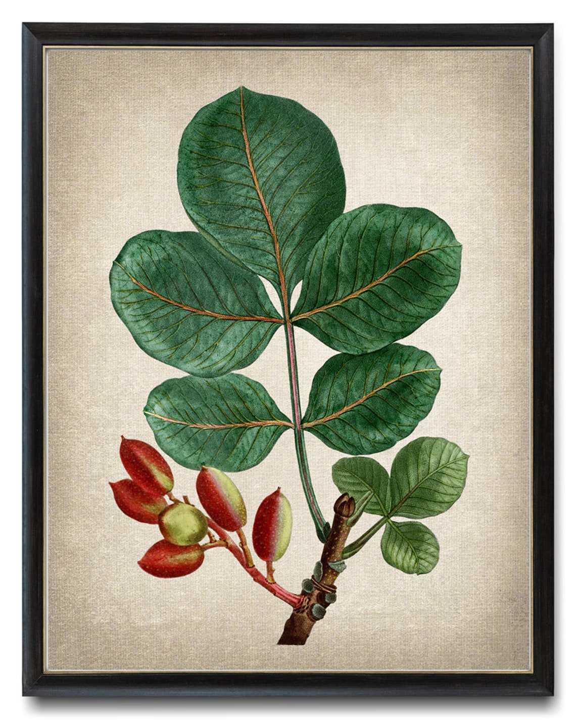 Pistachio Tree Branch Red Fruit Vintage Botanical Illustration Print