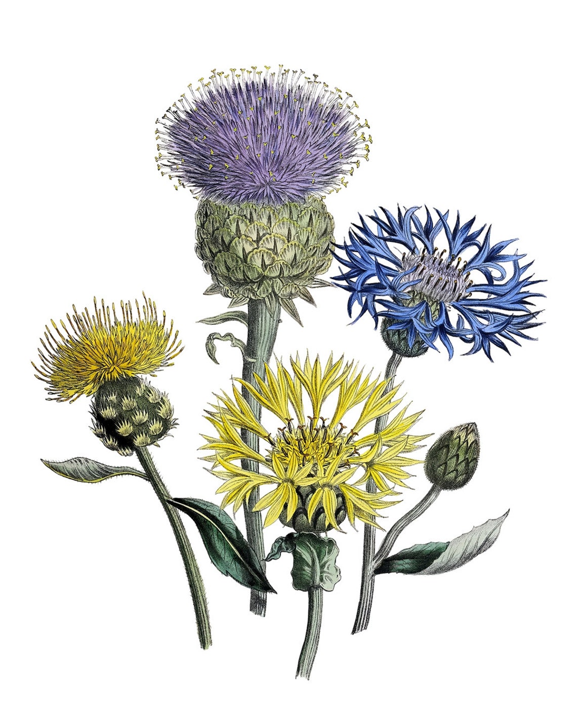 Meadow Centaurea Cornflowers Classic Vintage Botanical Poster - Image 2