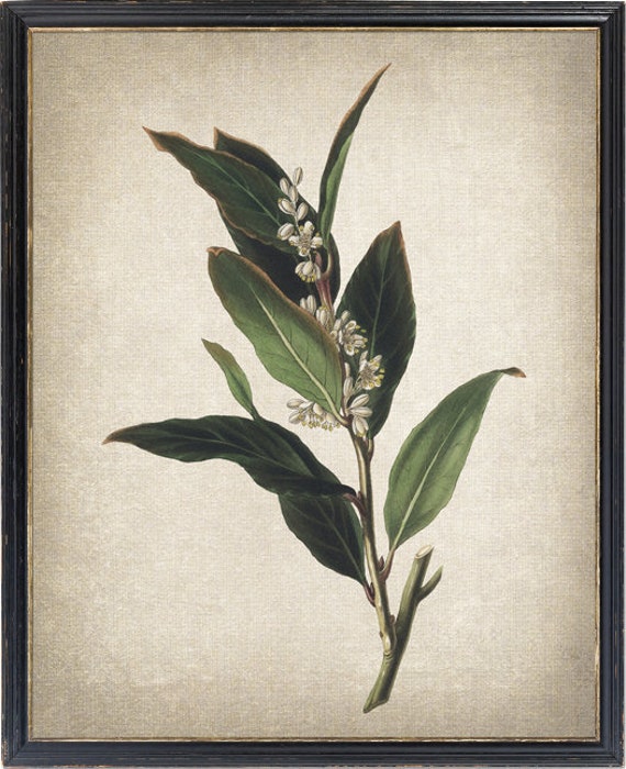 Bay Laurel Plant Vintage Botanical Art Print