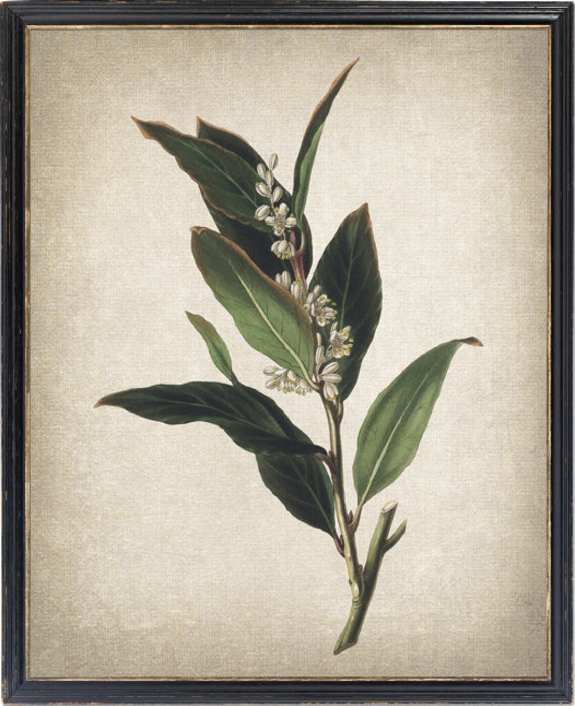 Bay Laurel Plant Vintage Botanical Art Print