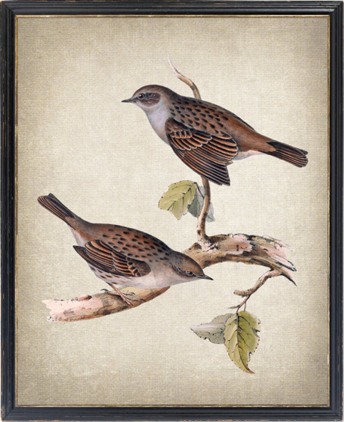Pair of Spotted Brown Songbirds Vintage Wildlife Bird Art Print