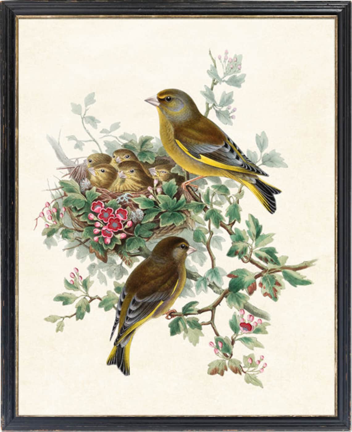 Greenfinch Birds Antique Illustration Art Print - Image 4