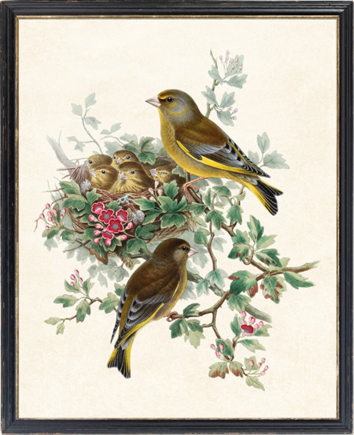Greenfinch Birds Botanical Antique Illustration Art Print - Image 4