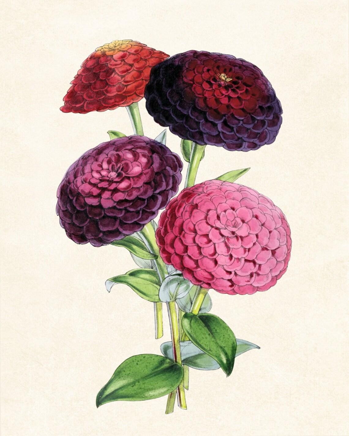 Zinnias Floral Illustration, Vintage Botanical Art Print - Image 3
