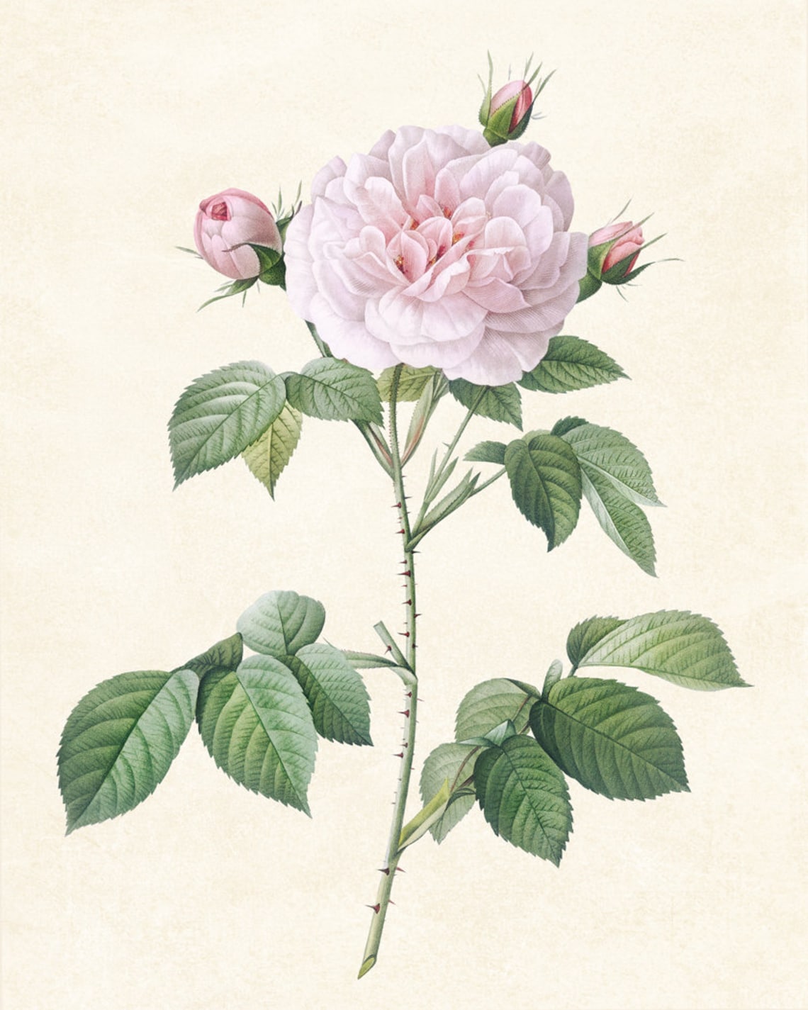 Blush Pink Rose Vintage Botanical Art Print - Image 3