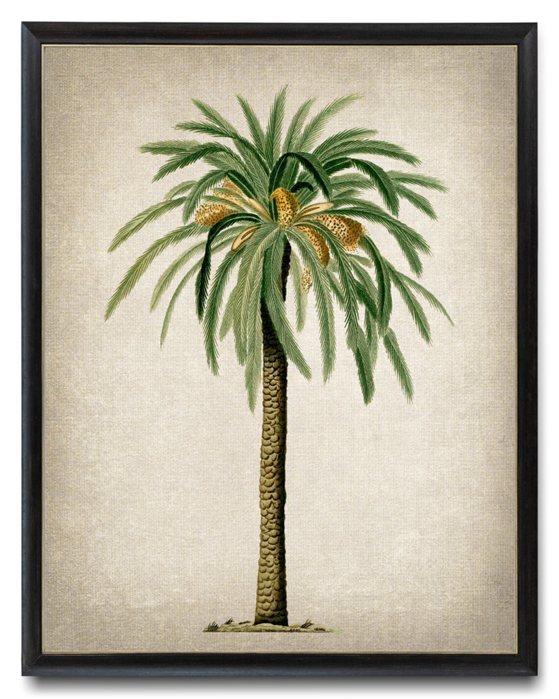 Palm Tree Date Palm Vintage Illustration Art Print