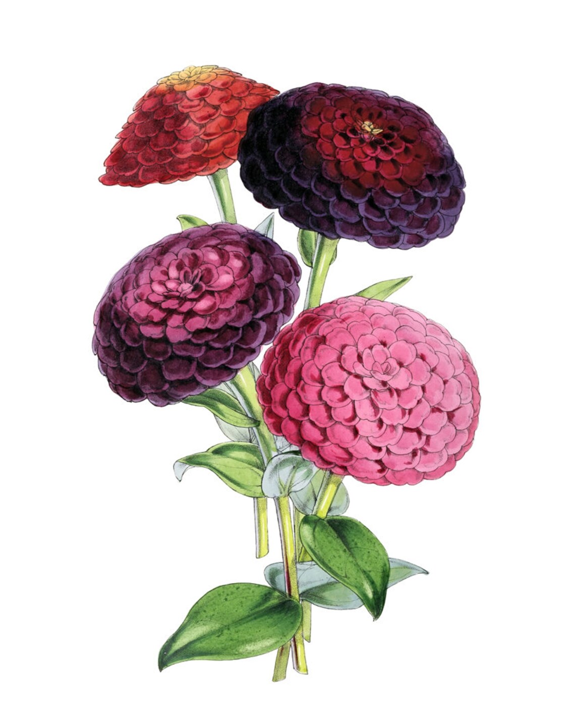 Zinnias Floral Illustration, Vintage Botanical Art Print - Image 2