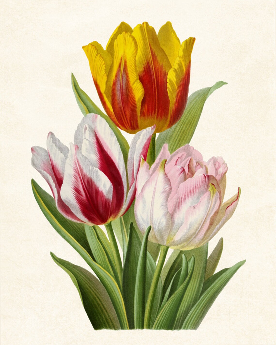 Vintage Tulips Art Print, Botanical Spring Flowers - Image 3