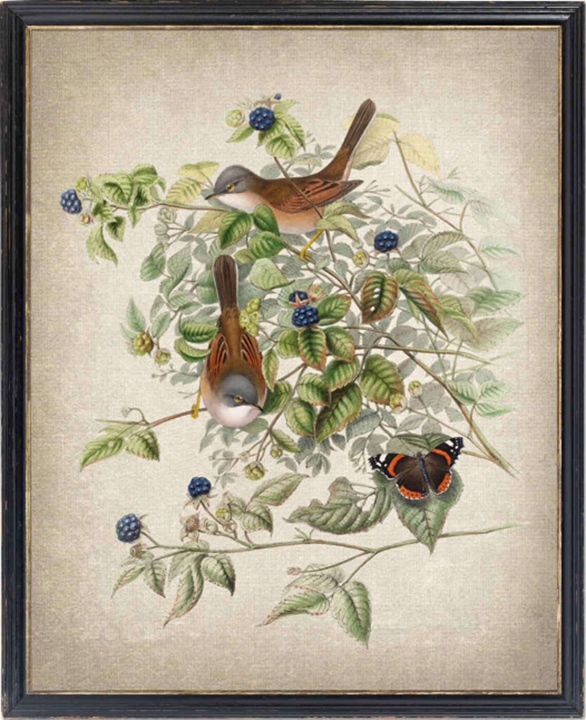 Bird And Botanical Art Print, Vintage Illustration